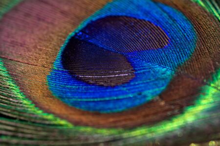 Beautiful peacock feather background. Closeup texture