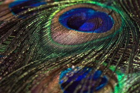 Beautiful peacock feather background. Closeup luxury texture.の写真素材