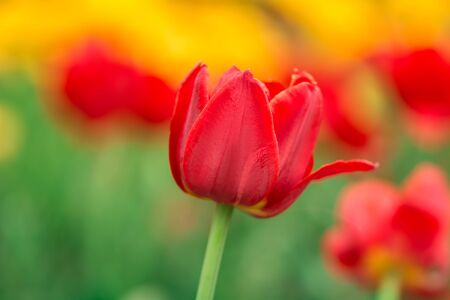 Red tulips on the field. Bright spring flowersの写真素材