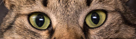 Close-up of a cat's eyes. Brown young cat.の写真素材