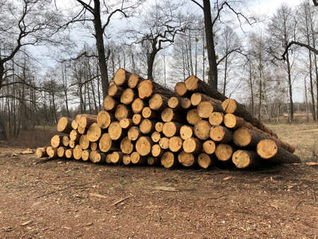 Natural wooden logs cut and stacked in pile