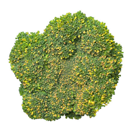 Broccoli macro photography. Vegetable texture.の写真素材