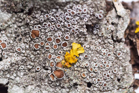 The texture of the natural bark of a tree. Macro shot.