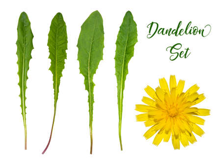 Set of dandelion leaves and flower isolated on white backgroundの写真素材