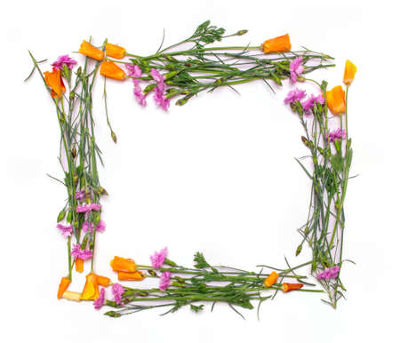 Frame of delicate spring flowers isolated on white background. View from above, flat lay, top view