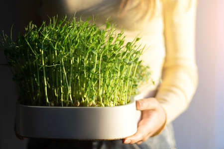 Woman holding white pot with organic peas microgreen sprouts. The concept of healthy eating and organic foodの写真素材