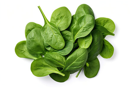 Fresh spinach on white backgroundの素材