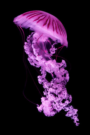 Jellyfish in the deep blue sea, close up of photo on black backgroundの写真素材
