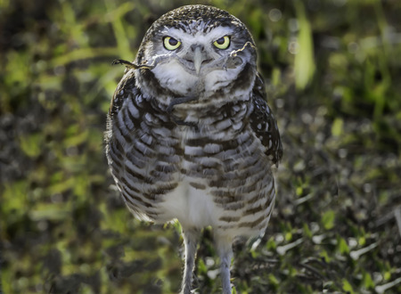 Burrowing owl with a stick in his mouth to build a nestの写真素材