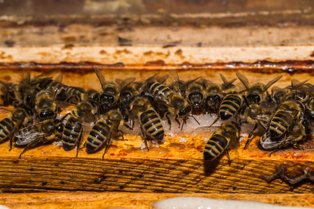 A few bees when feeding with sucrose on the honeycomb frames in the hiveの写真素材