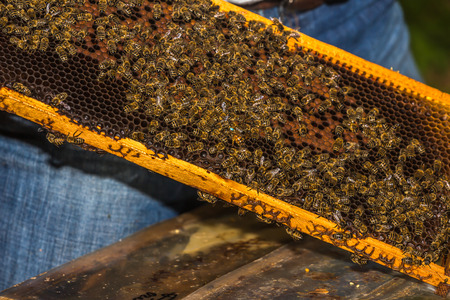 blue marked bee queen among  bees  on honeycomb removed from hiveの写真素材