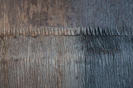 Background image of a Sable Palm Tree's beautiful bark.