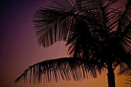 Palm tree silhouette