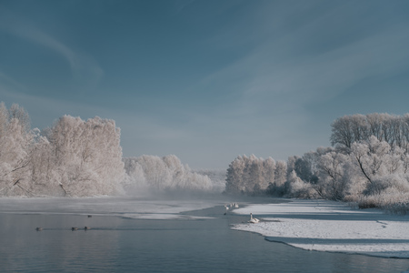 Whooper swans swimming in the lake, Altai, Russia