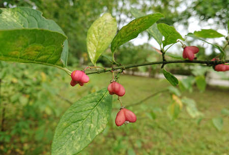 Flowers on a twig in early autumn