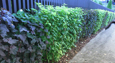 Two-color live fence along the road