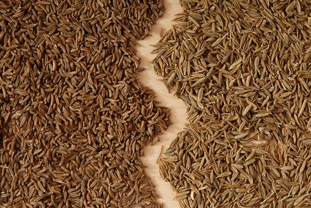 It is a close-up of caraway and cumin seeds.の写真素材