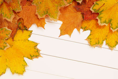pile of yellow maple leaves are as a background, autumn multicolored creative composition, beautiful...