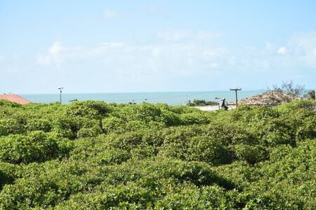 NATAL, BRAZIL - September 21, 2017 -View of the world's largest cashew tree. Scientific name: Anacardium occidentalのeditorial素材
