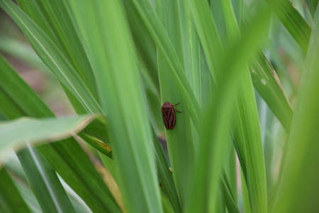 Sugarcane Chippewa as know as Cigarrinha da cana de aÃ§Ãºcar. Scientific name: Mahanarva fimbriolataの写真素材