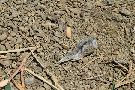 Dead fish for lack of water, on the lake shore.の写真素材