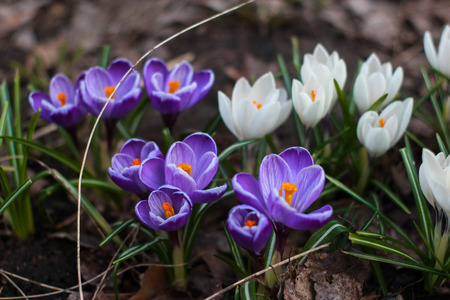 Crocuses