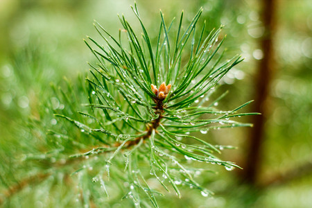 Raindrops on the branch of a pine