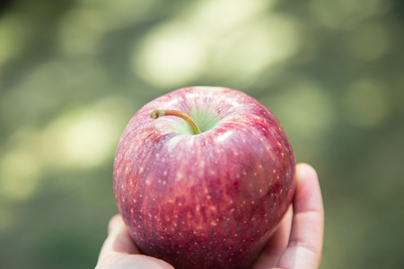 Fresh red apple in a hand. Just taken from the tree, in a little country in the south of Italy. Concept of authentic natural, healthy food and life in natureの写真素材