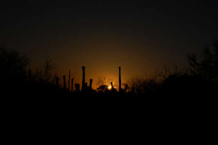 Saguaro cactus backlit by sunset in Tucson, Arizonaの写真素材