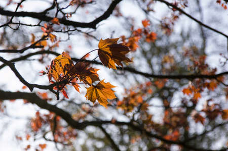 Details of autumn leaves on tree branches in an afternoon in a park.