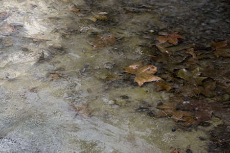 Leaves traped in the frost in a cold morning. Half the picture is icy. The other half has fallen...