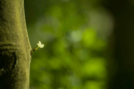 Isolated view of a tiny leaf on a tree trunk with green negative space.の写真素材