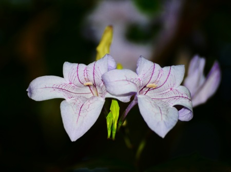 purple flowersの写真素材