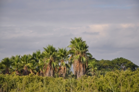 Rain clouds above the jungleの写真素材