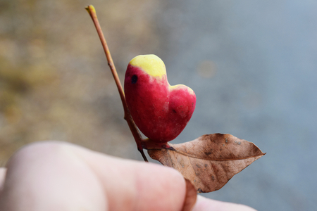 Red fruit in the shape of heart. Inspiration from nature for Valentine's Day.の写真素材