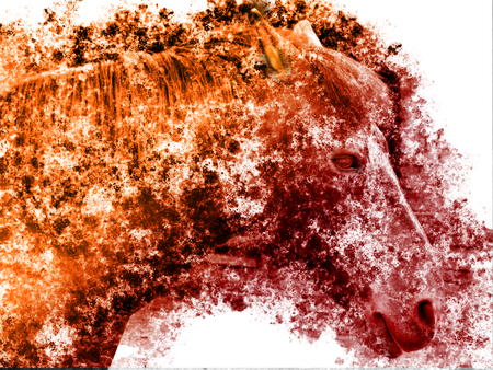 Horse in illustrationの写真素材