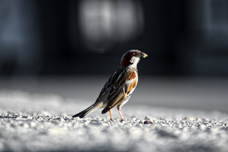 Sparrow on the sidewalk. Sparrow stands on the pavement. Side view. Blurred background.の写真素材