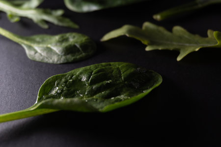 ARUGULA AND CANON LEAVES ON A BLACK BACKGROUNDの写真素材