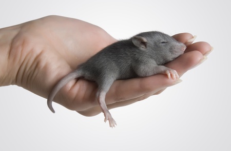 hand holding a little new born mouse の写真素材
