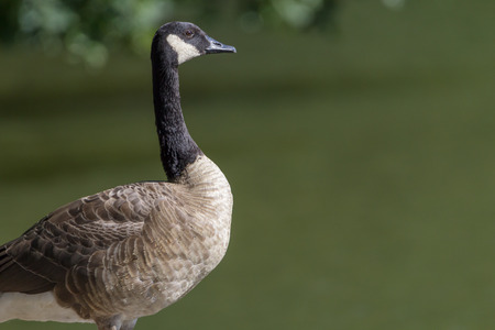 Canada gooseの写真素材