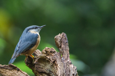 nuthatchの写真素材