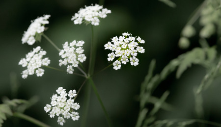 White Blossom