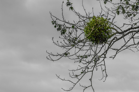 Bird's-nestの写真素材