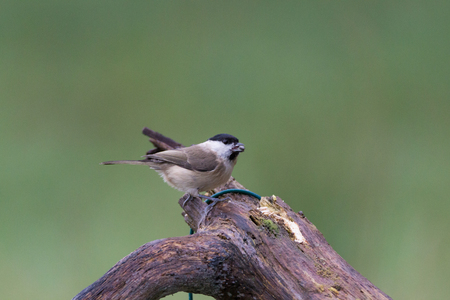 willow titの写真素材