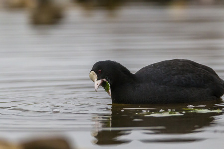 soon cootの写真素材