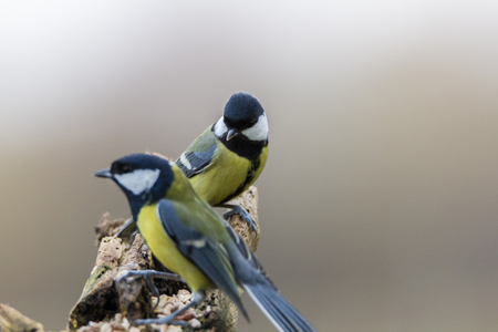 great titの写真素材