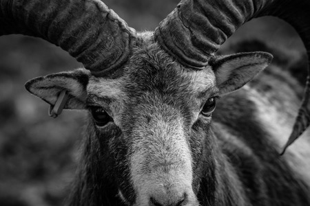 ibex