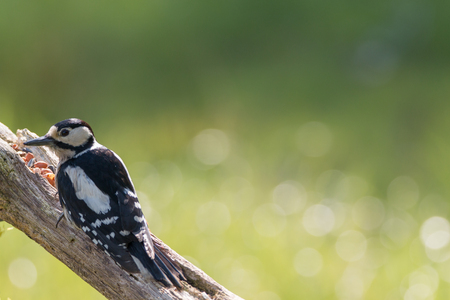 Great Spotted Woodpeckerの写真素材