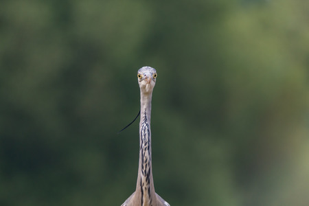 gray heron