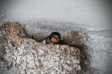 barn swallowの写真素材